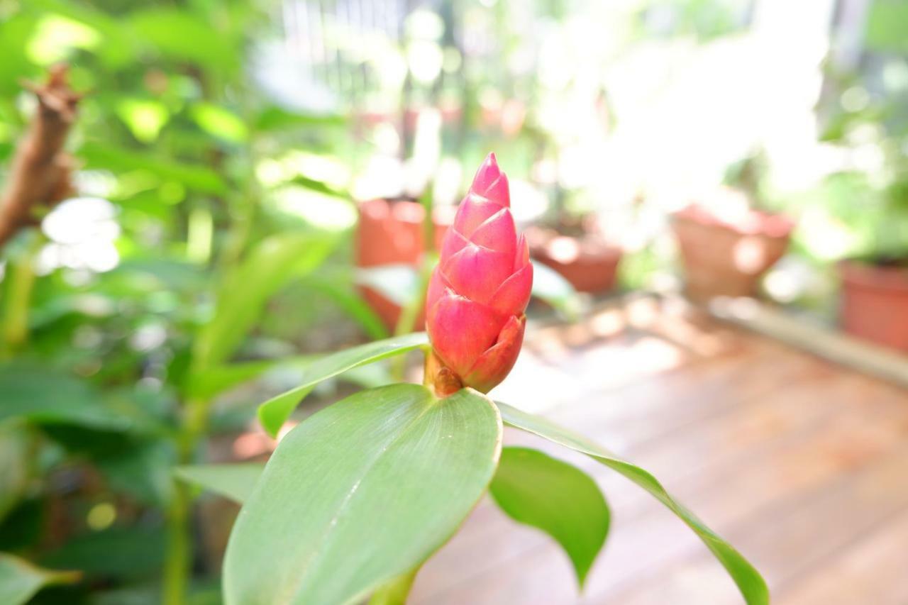 Mon Lodge & Yoga Donmueang Bangkok Eksteriør billede